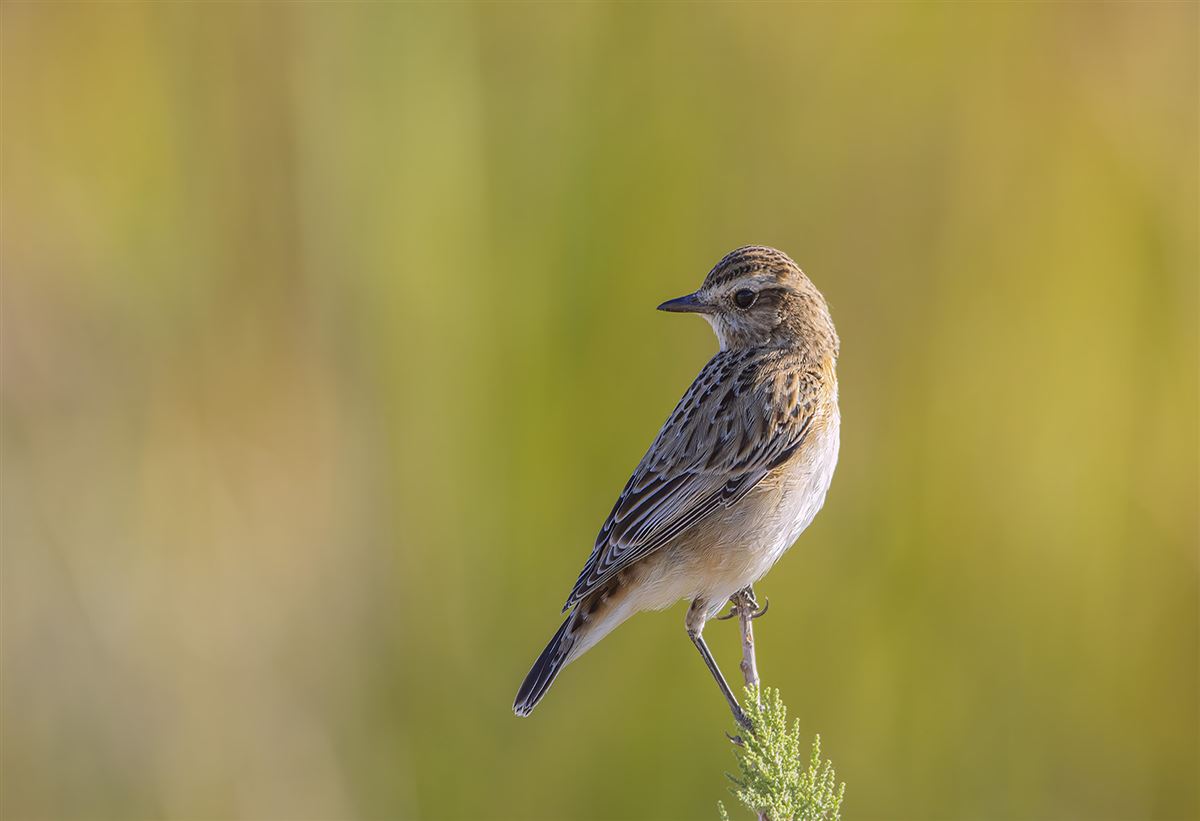 Whinchat