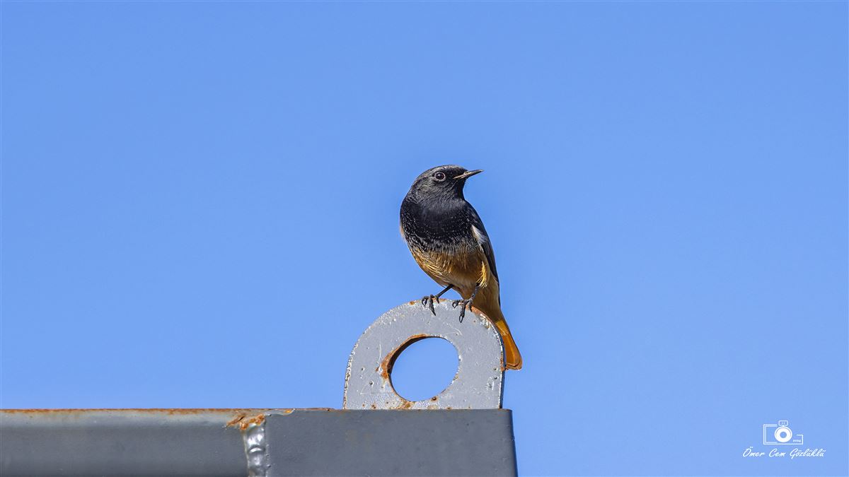 Black Redstart