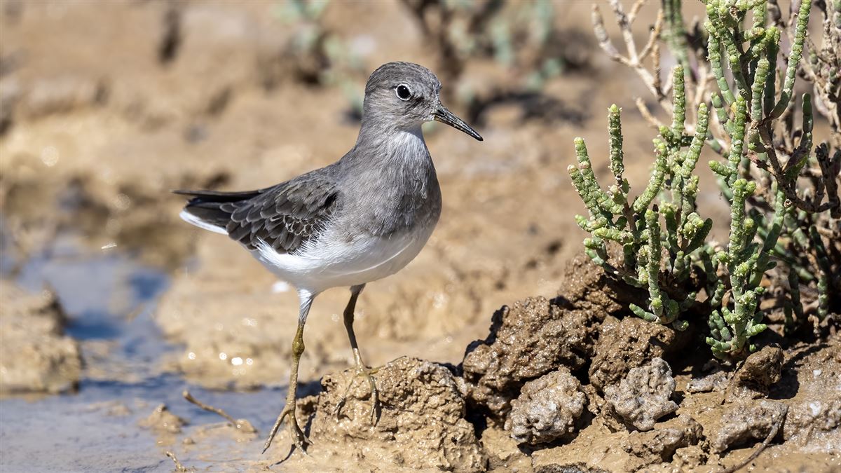 Temminck`s Stint