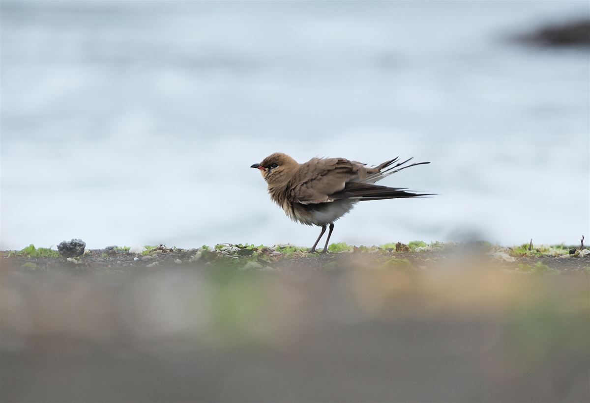 Collared Pratincole