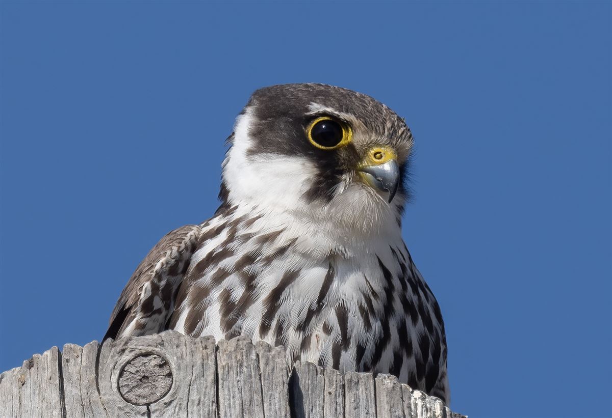Eurasian Hobby