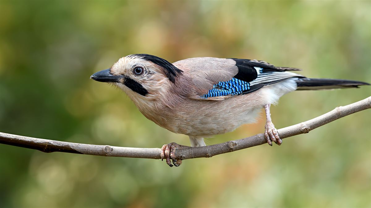 Eurasian Jay