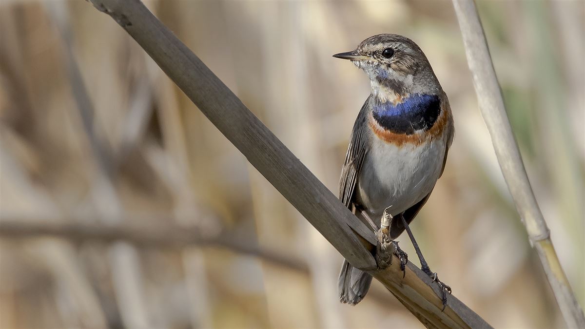 Bluethroat
