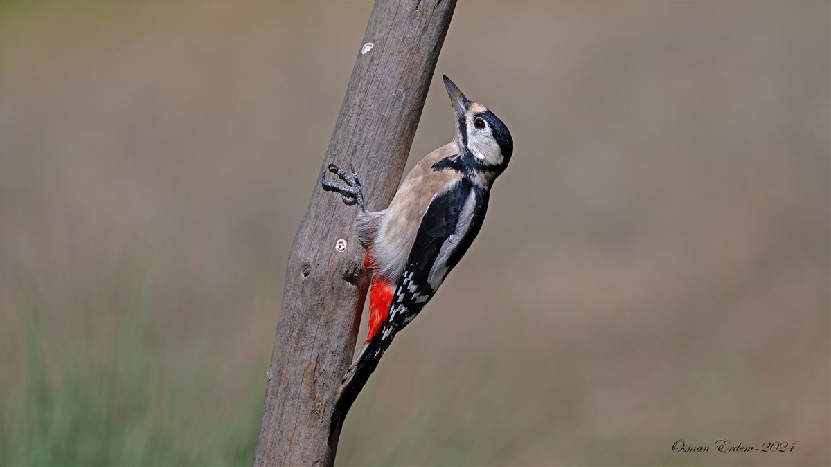 Great Spotted Woodpecker