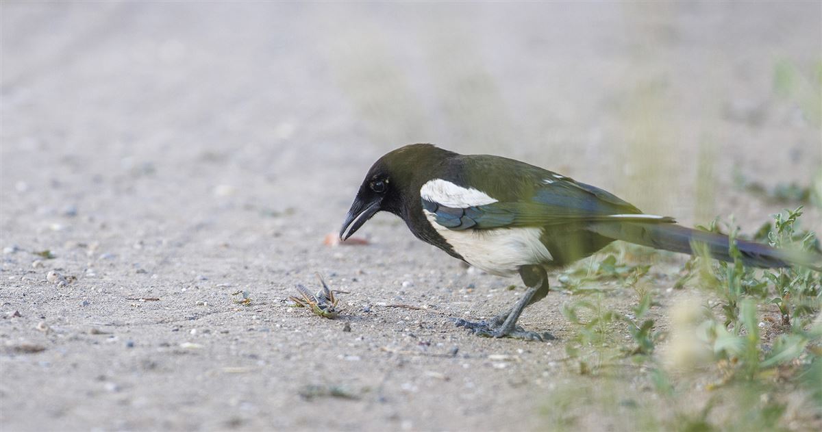 Eurasian Magpie