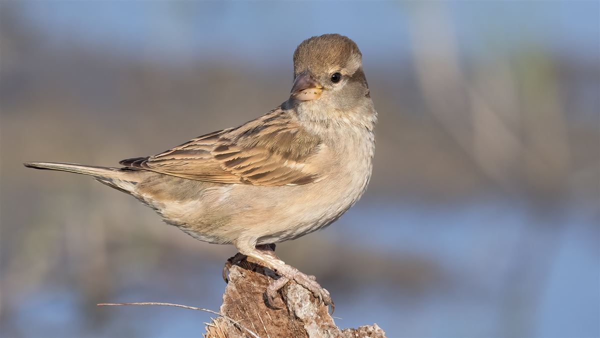 House Sparrow