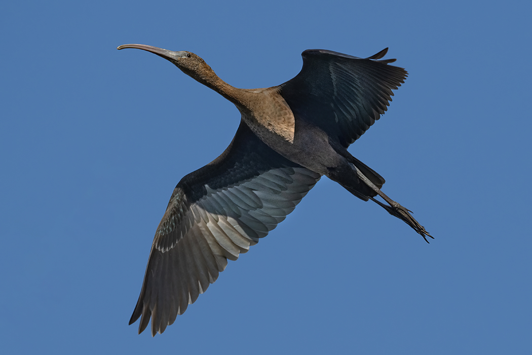 Glossy Ibis