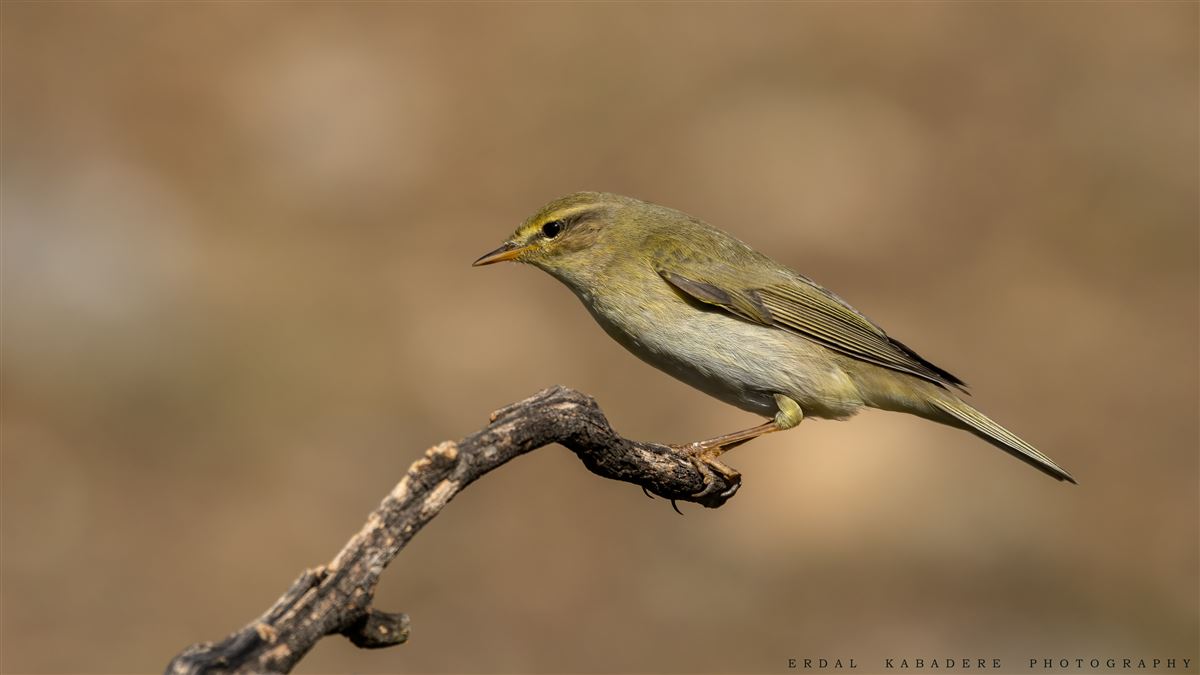 Willow Warbler