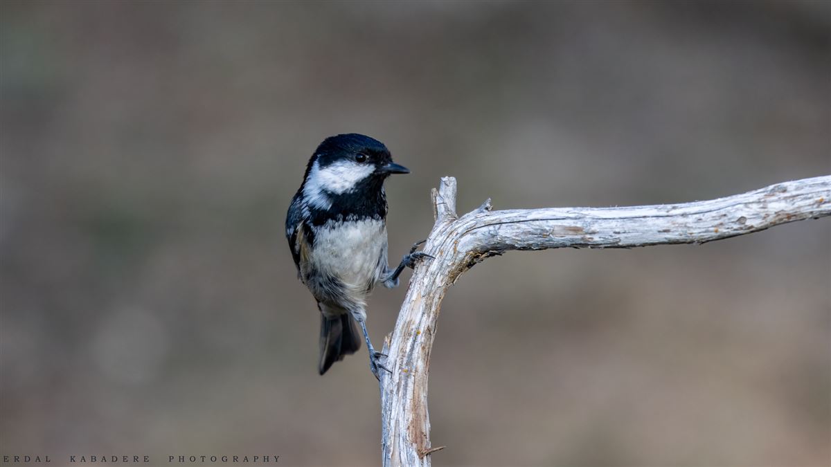 Coal Tit