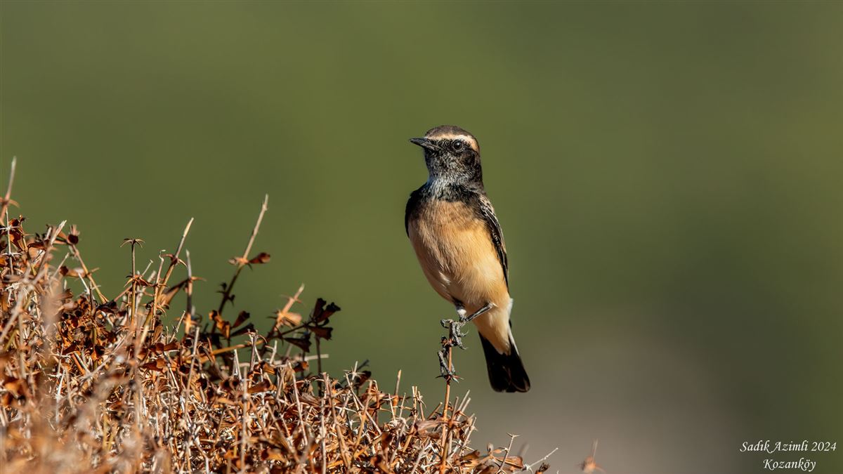 Cyprus Wheatear