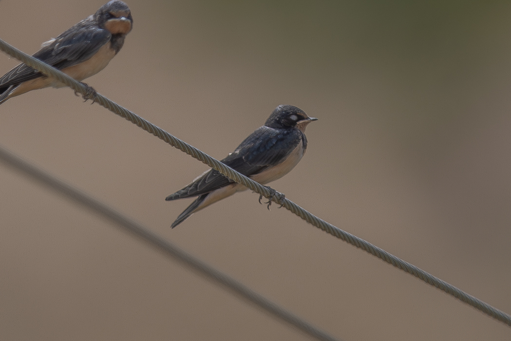 Barn Swallow