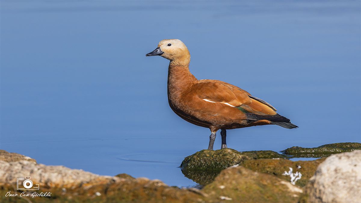 Ruddy Shelduck
