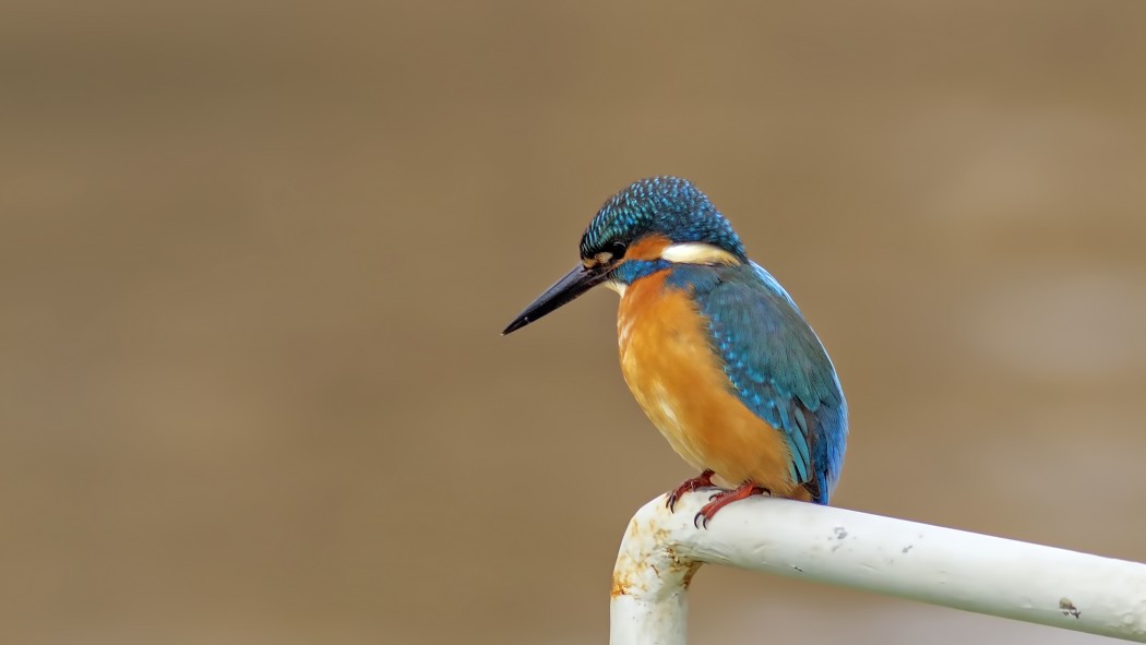 Common Kingfisher