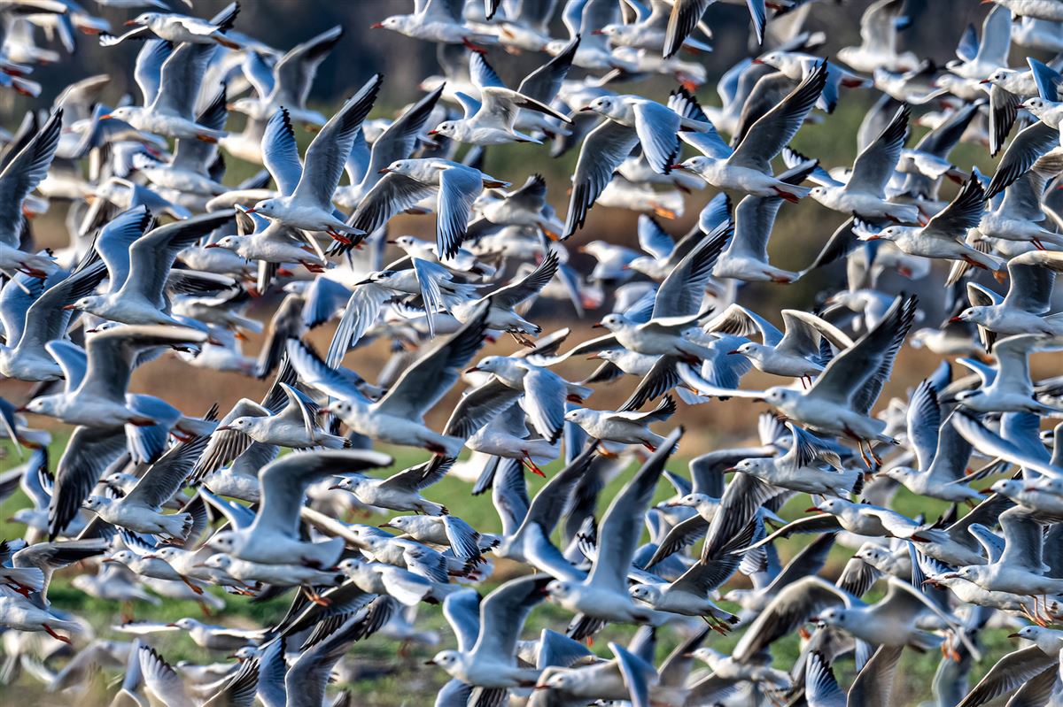 Slender-billed Gull