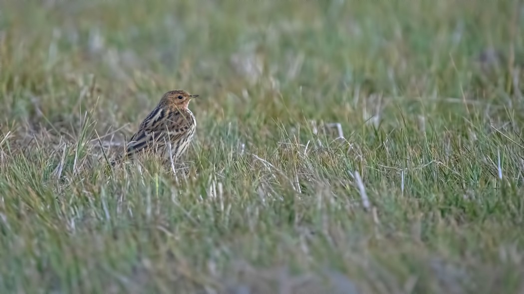 Red-throated Pipit