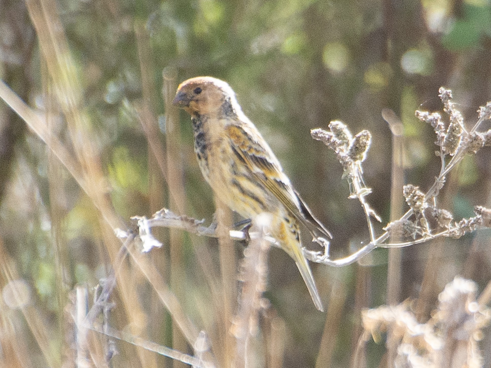 Red-fronted Serin