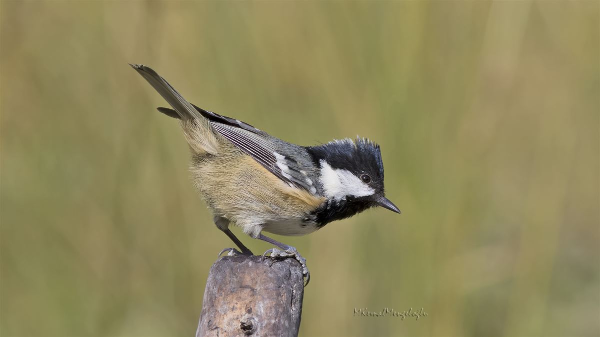 Coal Tit