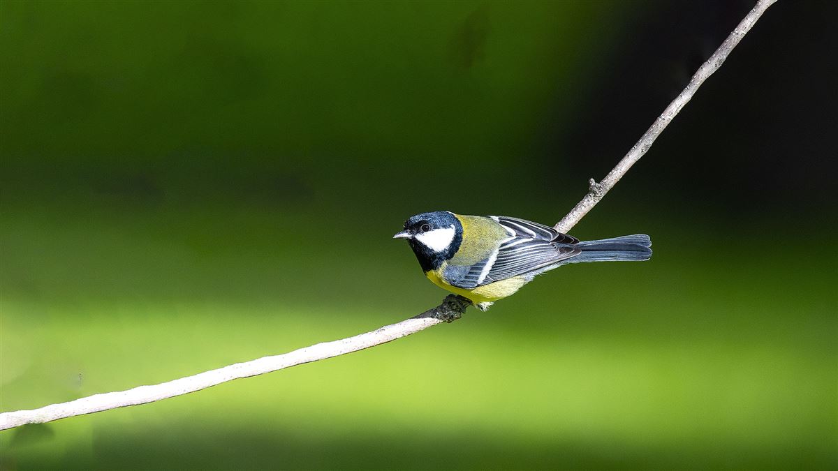 Great Tit