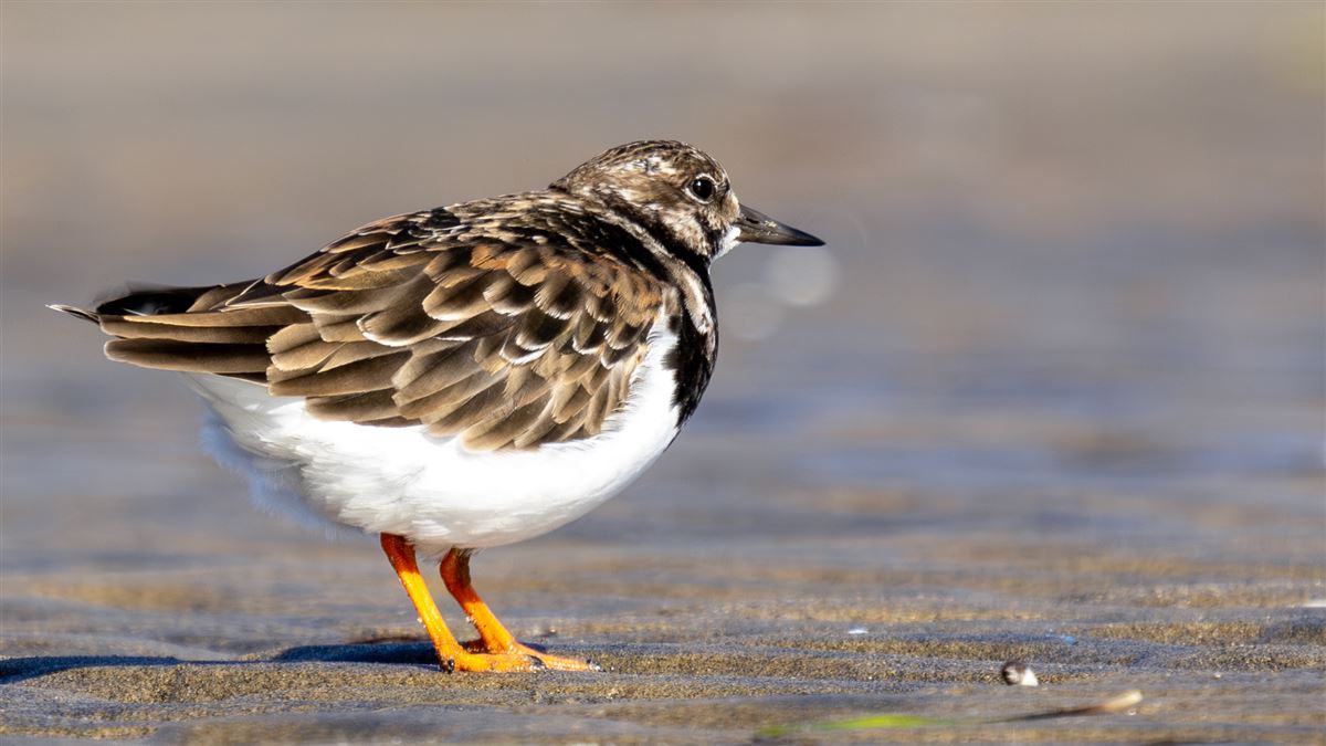 Ruddy Turnstone
