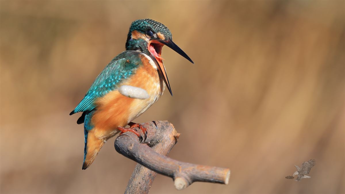 Common Kingfisher