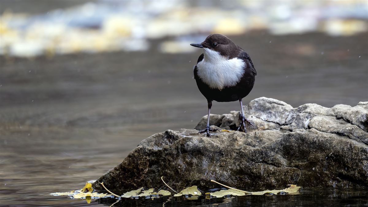 White-throated Dipper