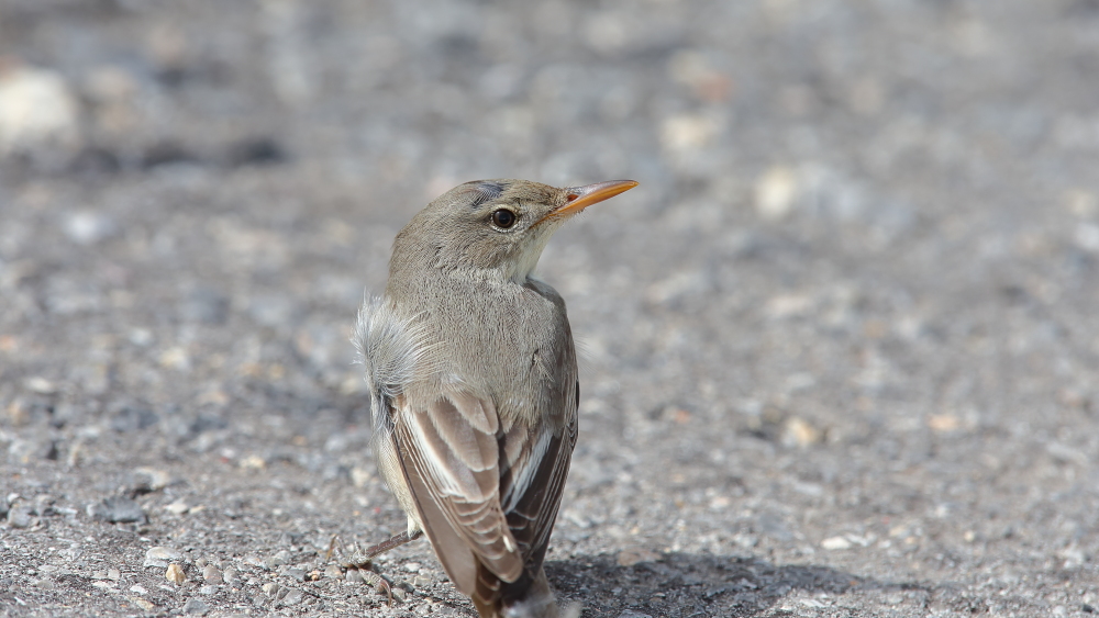 Olive-tree Warbler