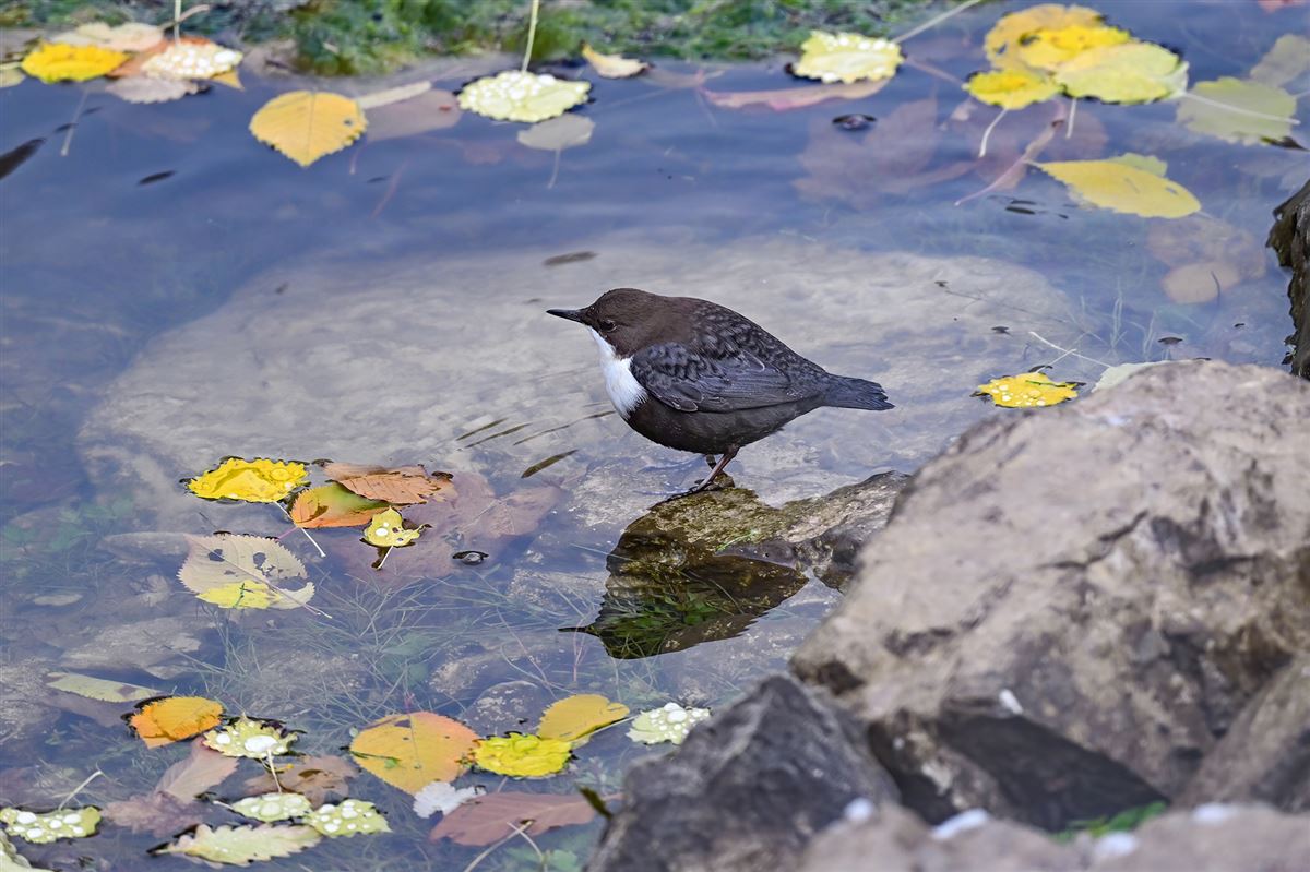 White-throated Dipper
