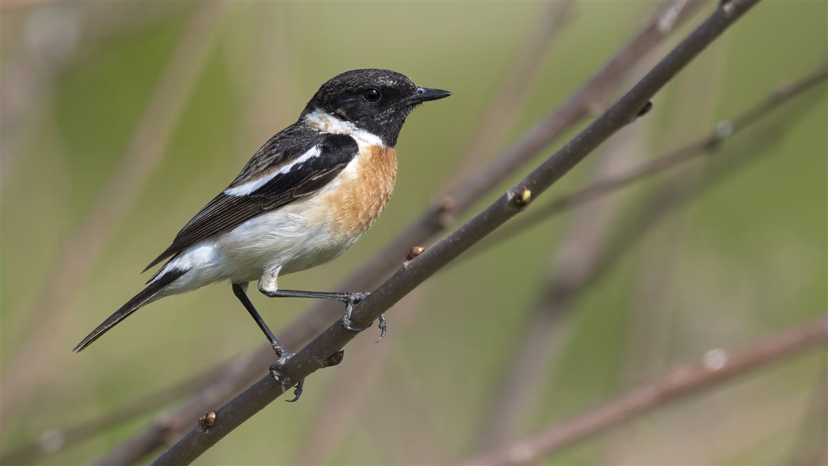Siberian Stonechat
