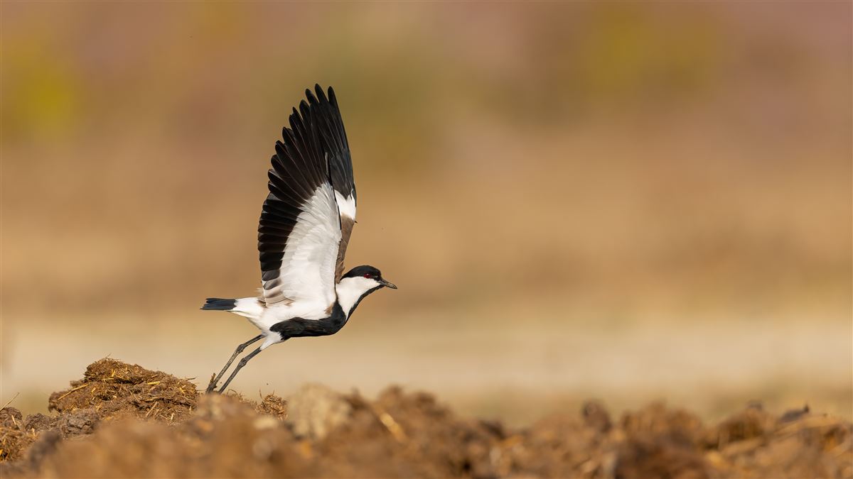 Spur-winged Lapwing