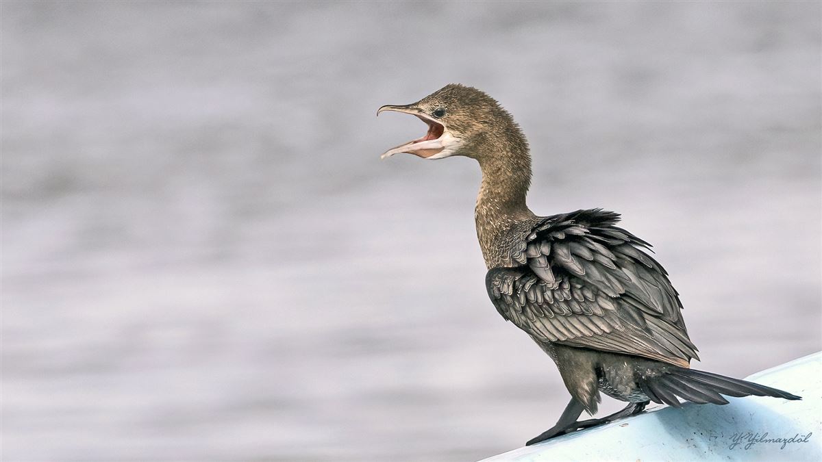 Pygmy Cormorant