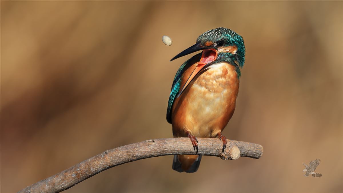 Common Kingfisher