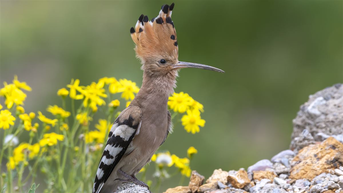 Common Hoopoe