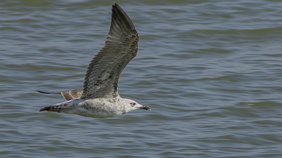 Yellow-legged Gull
