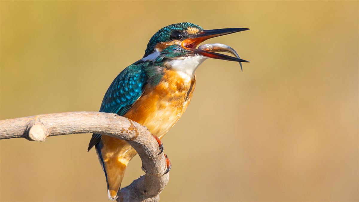 Common Kingfisher