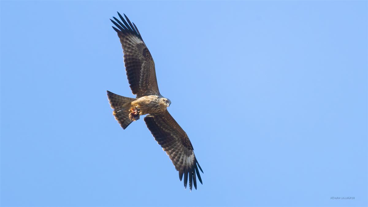 Black Kite