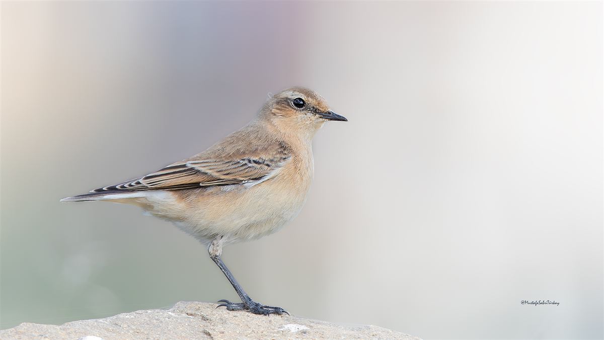 Northern Wheatear