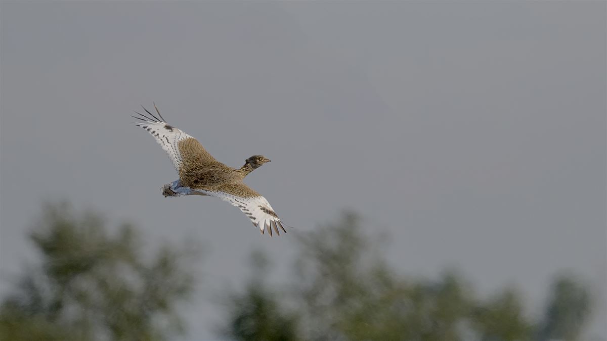 Little Bustard