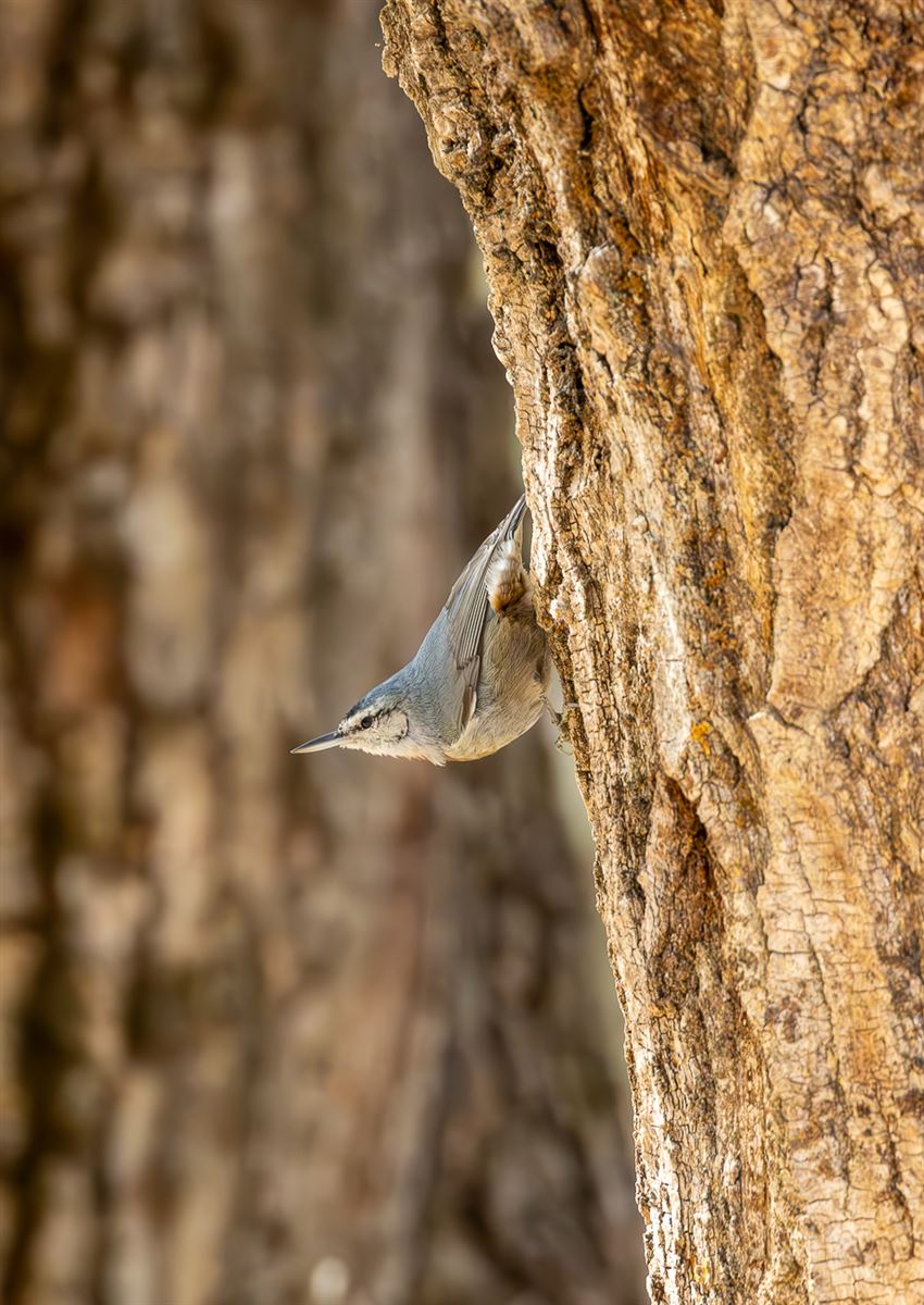 Krüper`s Nuthatch