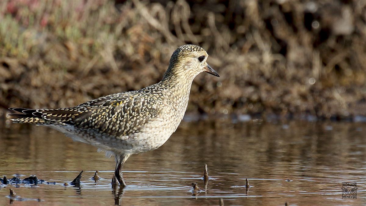 European Golden Plover