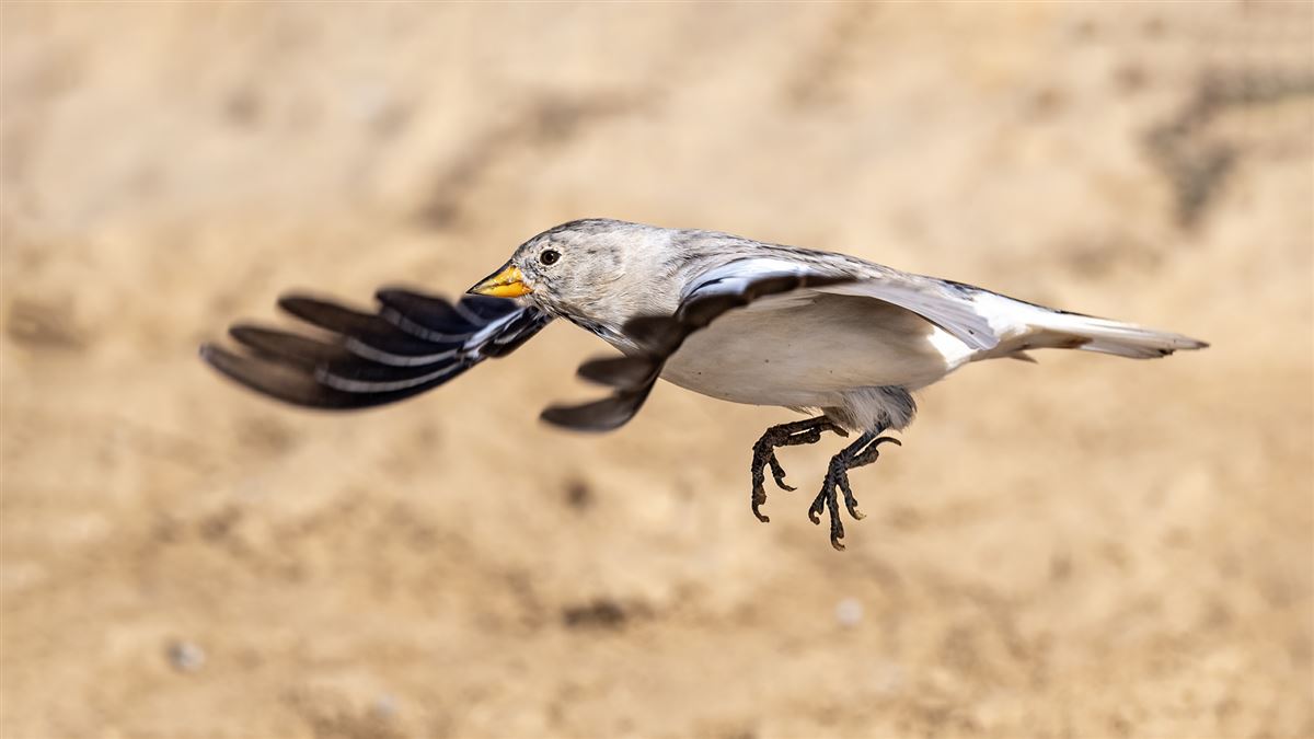 White-winged Snowfinch