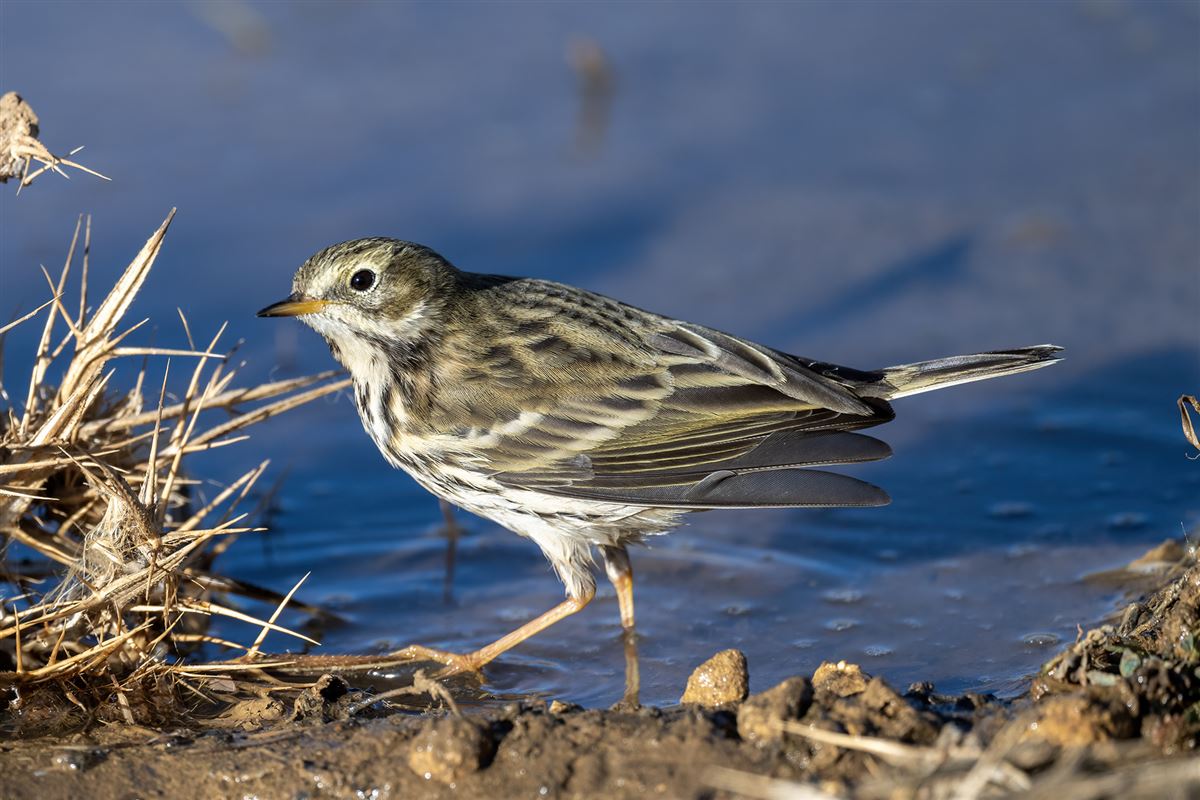 Meadow Pipit