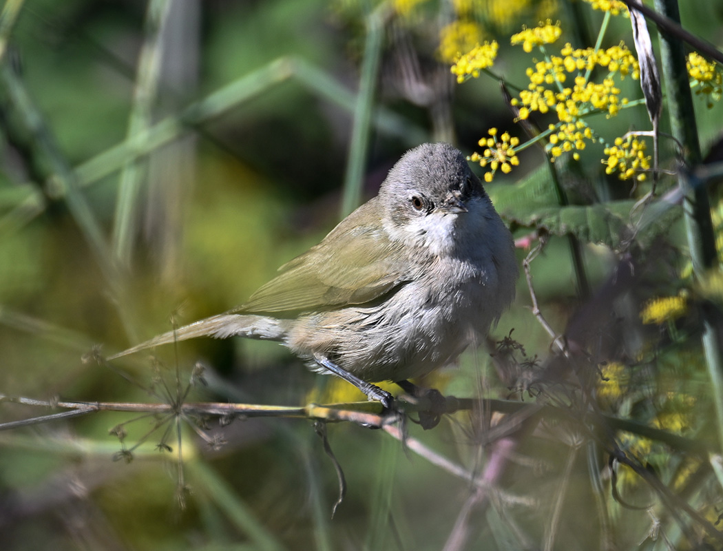 Lesser Whitethroat