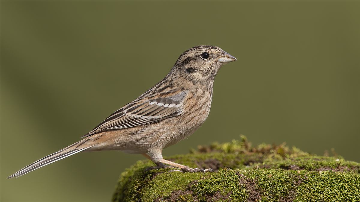 Rock Bunting
