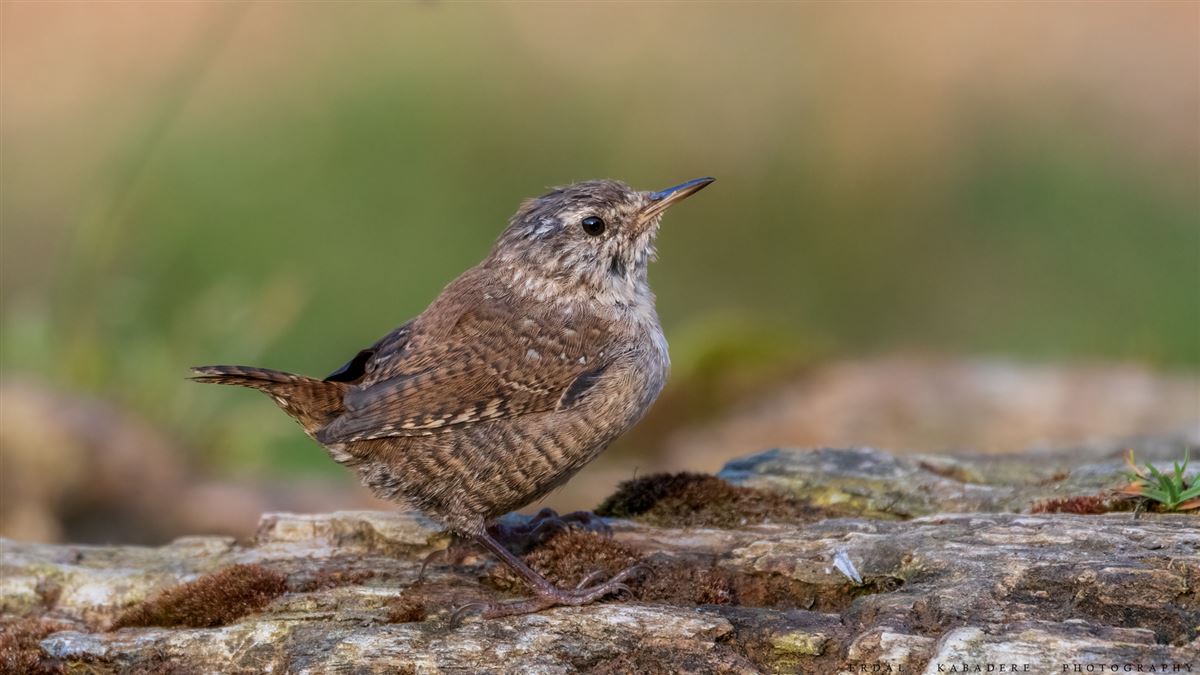 Eurasian Wren