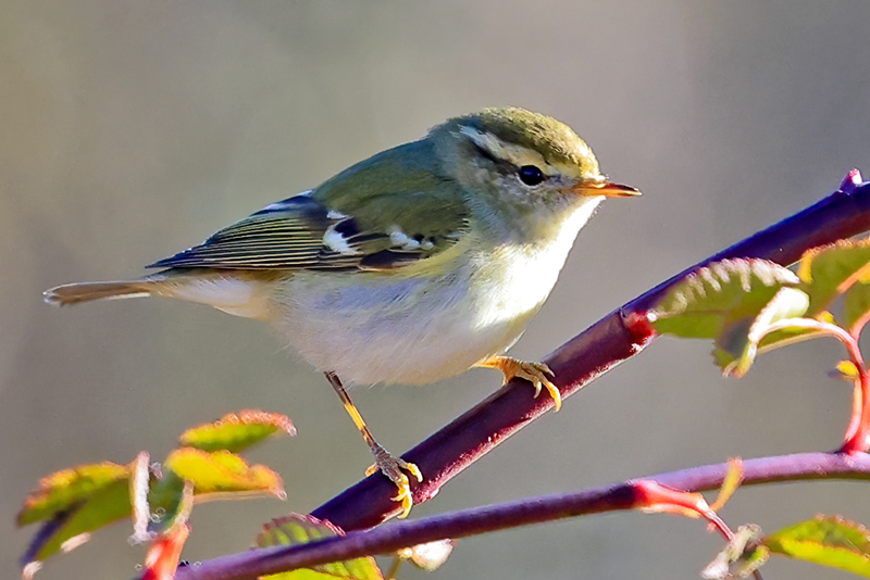 Yellow-browed Warbler