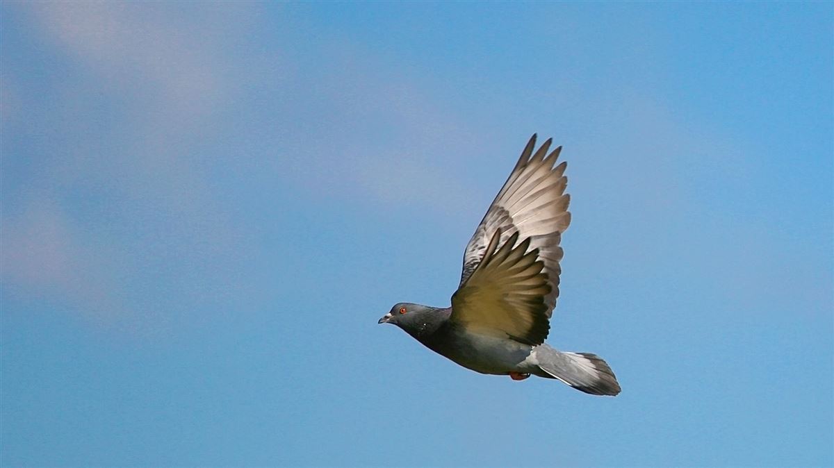 Rock Dove