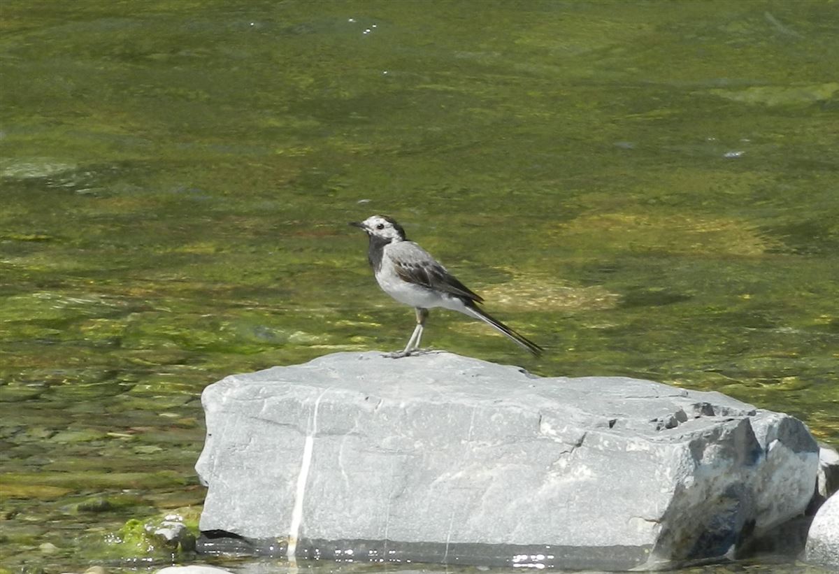 White Wagtail