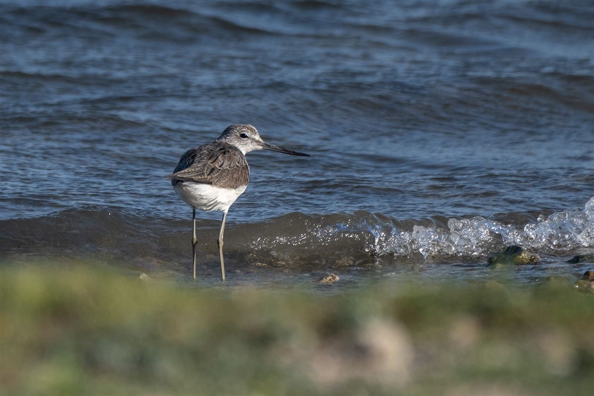 Common Greenshank