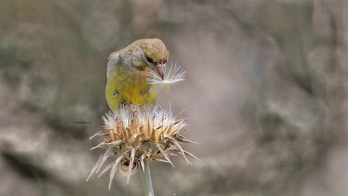 European Greenfinch