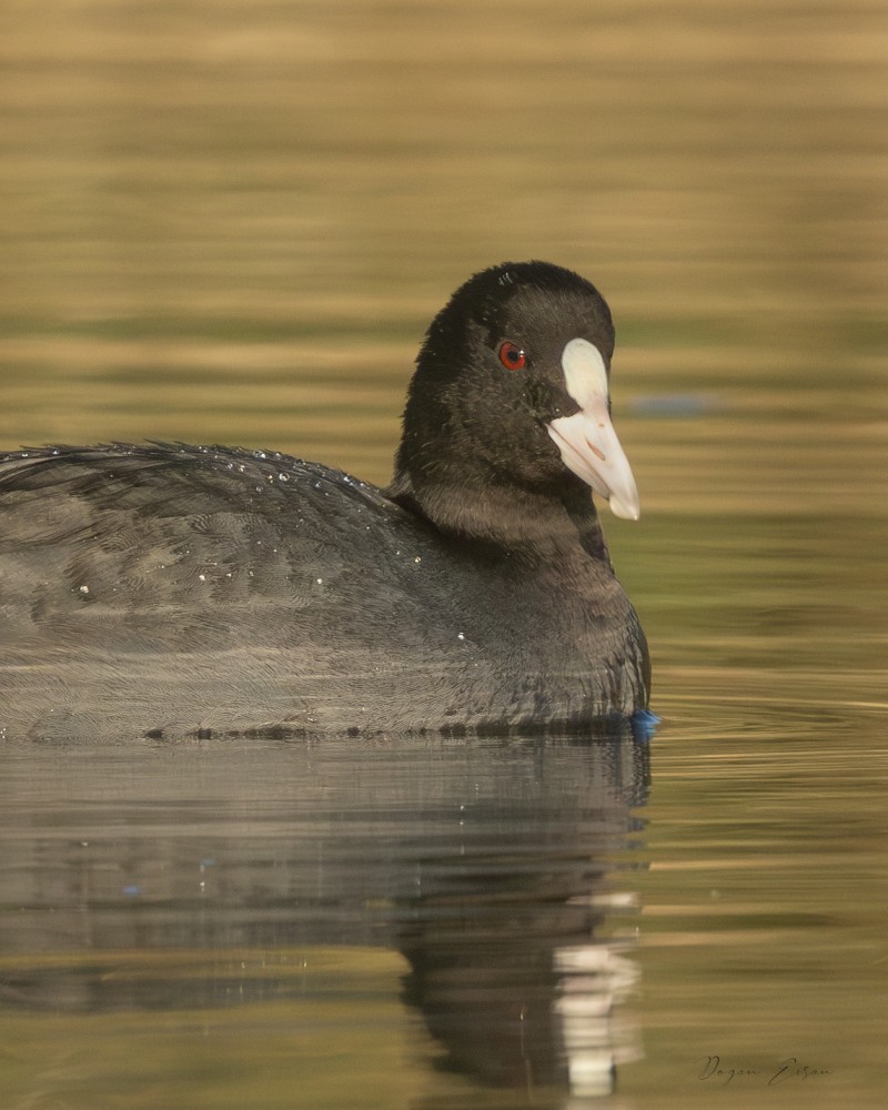 Eurasian Coot